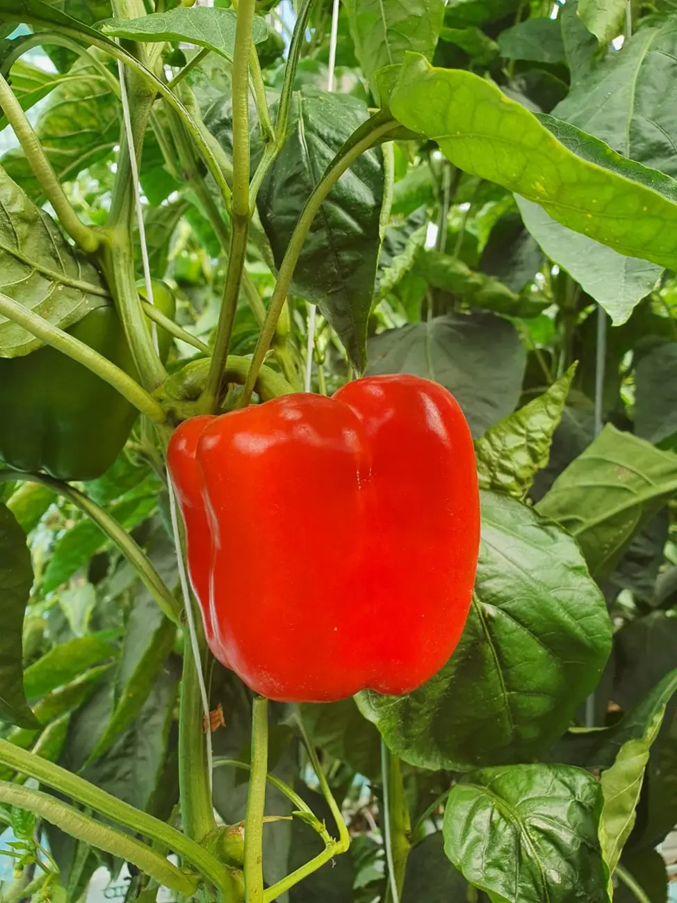 Maranello F1-Kırmızı